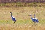 Sandhill Cranes_30761